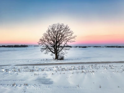 Image d'un arbre en hiver, symbole de régénération à venir