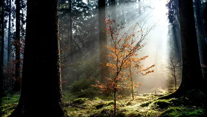 Image d'un jeune arbre lumineux dans une forêt de grands arbres
