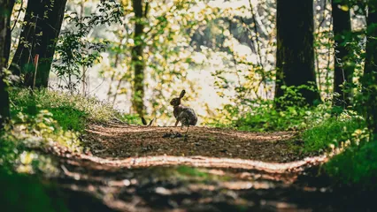 Image d'ambiance d’un lapin sur un chemin de forêt