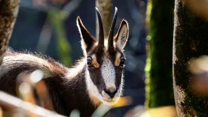 Image d'ambiance d’un gros plan d'un jeune chamois