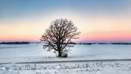 Image d'un arbre en hiver, symbole de régénération à venir