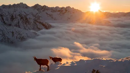Image d'un chemin enneigé, marche consciente